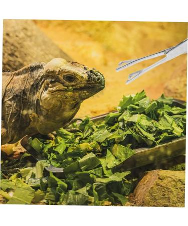 HAPINARY Reptile Feeding Clip Feeding Tools Aquarium Tongs Extra Long Silver Stainless Steel - Buy Online on GoSupps.com