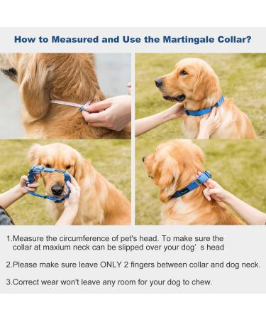 Dazzber Martingale Neck Band for Medium Dogs - Royal Blue No Pull No Escape Ideal for Training & Walking (Size M: 35.6-53.3 cm) - Buy Online on GoSupps.com