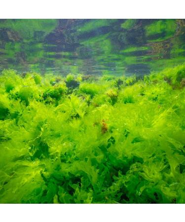 Organic Sea Salad Ulva Algae Flakes | Dried Atlantic Sea Lettuce | Raw Vegan Sea Snack | 25g Pureeraw - Buy Online on GoSupps.com