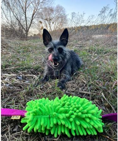 Dingo MOP 60cm Dog Toy - Multicolored Two Handle Agility & Training Toy for Dogs | Perfect for Apport Motivation Games - Buy Online on GoSupps.com
