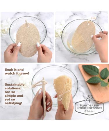 Gaia Guy Natural Flush Sponge (10 Pack) - Eco-Friendly Biodegradable Luffa Kitchen Scrubs | 100% Plastic-Free & No Waste - Buy Online on GoSupps.com