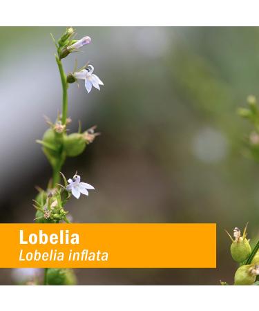 Herb Pharm Lobelia Liquid Extract 1 fl oz (30 ml) - Natural Herbal Supplement - Buy Online on GoSupps.com