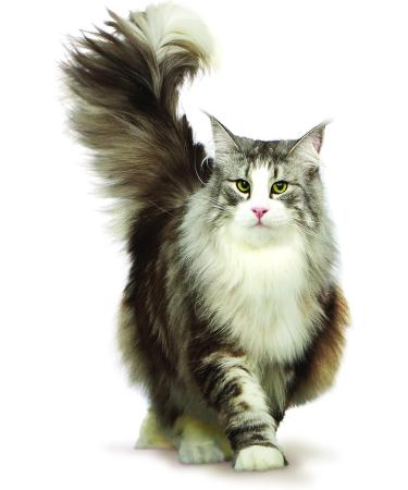 Encore 100% Natural Cat Treats Whole Tuna Loin Cat Snack 30g (Pack of 12) Tuna Single - Buy Online on GoSupps.com