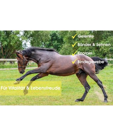 MSM Glucosamine Liquid for Horses | Joint Ligament Tendon Support | Sowi-Natur - Buy Online on GoSupps.com