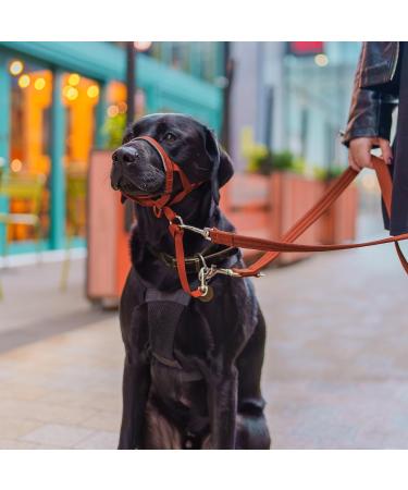 Halti Head Harness for Medium Dogs - Anti-Pull Leash Solution Light & Adjustable with Padded Nose Strap - Dark Orange (Size 2) - Buy Online on GoSupps.com