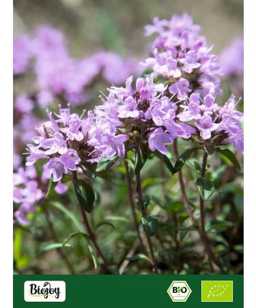 Biojoy Organic thyme (500g) dried and cut Thyme herbal tea (Thymus vulgaris) - Buy Online on GoSupps.com