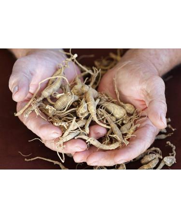 Health Embassy Siberian Ginseng Root Cut Tea | Eleutherococcus senticosus | Herbal Tea (50g) 1.76 Ounce (Pack of 1) - Buy Online on GoSupps.com