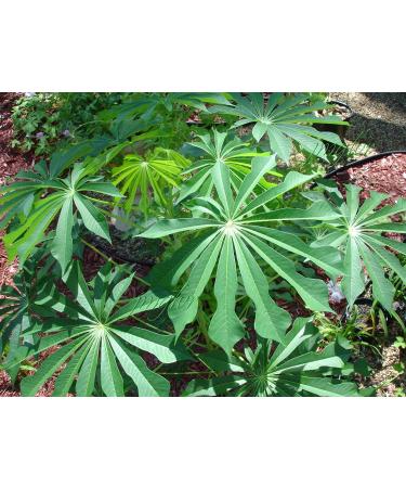 VISA STORE Tapioca Manihot seeds | rare | Very hard 2 Find | 50 seeds
