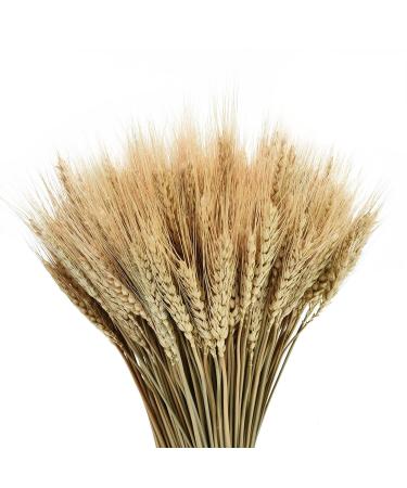 YoleShy Dried Wheat Stalks, 200 Stems 100% Natural Wheat Decor for Home Kitchen Christmas Wedding (15.7 Inches) 200 Pcs