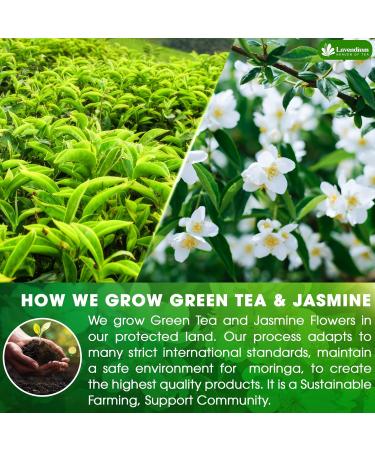 Lavendium CA Premium 30 JasmineGreen Tea Bags 100% Natural & Pure from Jasmine Green Tea. Jasmine Green Herbal Tea. Made with Natural Material Tea Bags. No Sugar No Gluten Vegan. - Buy Online on GoSupps.com