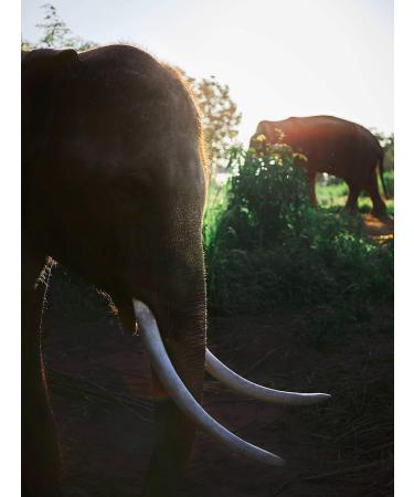 Black Ivory Coffee Whole Bean Coffee - The World's Most Expensive Elephant Refined Medium Roast Arabica Coffee Beans Smooth Low Acid Coffee Exclusive Coffee Lovers Gifts - Buy Online on GoSupps.com