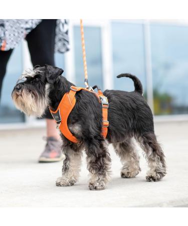 Buy DOG Copenhagen Comfort Walk Pro Dog Harness - Orange Sun | Best International Shipping - Buy Online on GoSupps.com