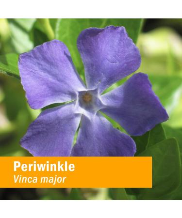 Herb Pharm Periwinkle Liquid Extract 1oz - Pure Vinca Minor Supplement - Buy Online on GoSupps.com