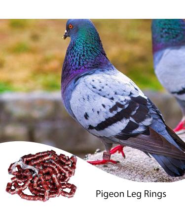 50 Multicolored Aluminum Pigeon & Chicken Leg Rings - Bird Identification Foot Rings & Accessories - Buy Online on GoSupps.com