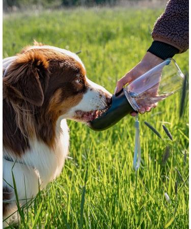 Lionto 500ml Portable Leak-Proof Water Bottle for Dogs - On-the-Go Black Dog Drinking Dispenser - Buy Online on GoSupps.com