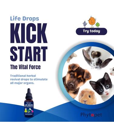 PhytoPet Life Drops | Natural Herbal Stimulant for Newborn & Elderly Pets | Ideal for Puppies Kittens Birds Foals | 10ml - Buy Online on GoSupps.com