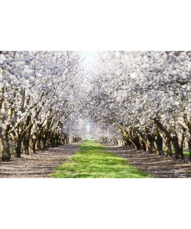 Wilderness Poets California Almonds 8 oz - Premium Quality, Fresh & Nutritious - Buy Online on GoSupps.com