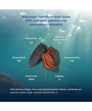 Rosalyn Premium Deep Sea Atlantic Canada Wild Caught Sea Cucumber 8Years Dried Sea Cucumber Canada 4Pack 100g (Pack of 4) - Buy Online on GoSupps.com