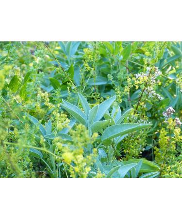  AMA-Feinkost Ingwer Lemon Fresh Ingwer Lemon Fresh Tea No Extra Aroma (50g) - Buy Online on GoSupps.com