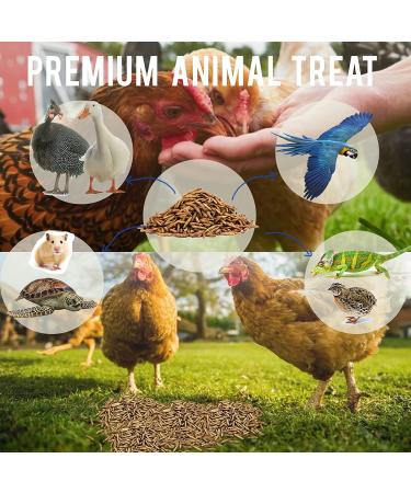 MEILLEURE Dried Black Soldier Fly Larvae for Chickens - 5 LBS | Non-GMO & 100% Natural Chicken Treat - High in Calcium for Hens, Lizard, Ducks, and More - Buy Online on GoSupps.com
