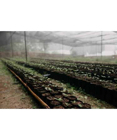 LaProve Mexican cloud coffee Procurador Arabica 1000 g - Buy Online on GoSupps.com