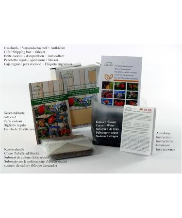 SAFLAX - Gift Set - Organic - Squash - Spaghetti - 5 Seeds - with Gift Box Card Label and Potting Substrate - Cucurbita Pepo - Buy Online on GoSupps.com