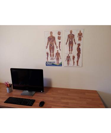 Triggerpoint Anatomy Card - Essential Office Work Poster for Massage Therapists Physiotherapists & Trainers | Pressure Point Pain Reference - Buy Online on GoSupps.com