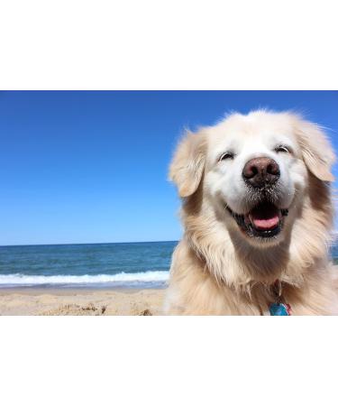 OOMEO Paw & Nose Balm for dogs Vegan with Hemp and Oatmeal 100% Natural 30ml - Buy Online on GoSupps.com