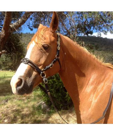 Small Horse Halter | Heavy Duty Chin and Throat Snap Halter Horse - Colorful Comfortable Padded Nylon Horse Halter for Equestrian Training Horse Care Black - Buy Online on GoSupps.com