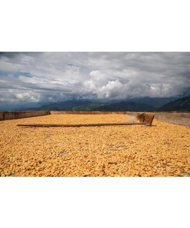 Sons of Amazon 500g Mission Mix Premium Coffee - Ethically Sourced Whole Beans - Buy Online on GoSupps.com