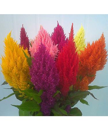 Feathered Cockscomb Celosia argentea Mixed Color 150 seeds CombSH A83 - Buy Online on GoSupps.com