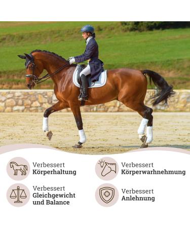 Esposita Elastic Lunging Aid Horse Pony Body Band Horses Floor Work Accessories Lunging Set Body Bandage Lunging System Training System - Buy Online on GoSupps.com