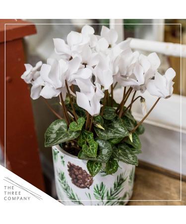 Live Flowering Indoor Cyclamen Duo in Deco Cover - Assorted Colors | 10 Tall by 6 Wide | Long Lasting Flowers | 2 Plants Per Pack - Buy Online on GoSupps.com