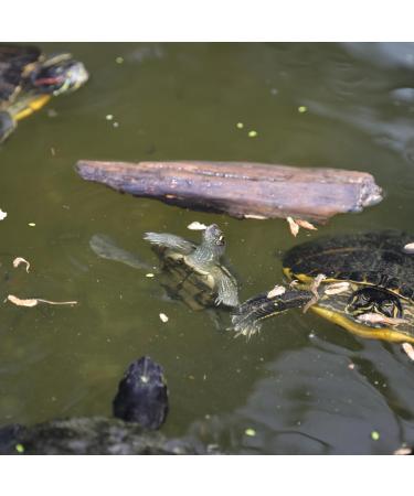 JBL Proterra PESCARUS 1000ml - Buy Online on GoSupps.com