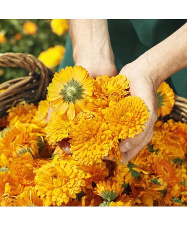 Weleda Calendula Baby Cream - Gentle Skincare for Sensitive Skin - Buy Online on GoSupps.com