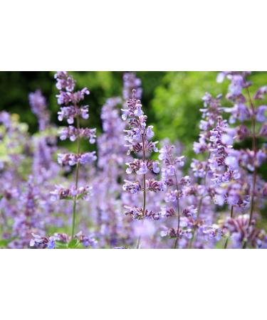 Bodendecker 5x catnip