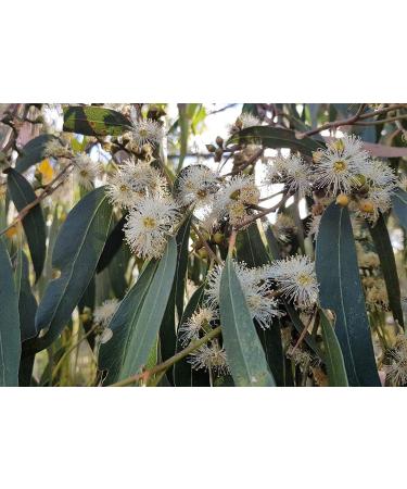 Eucalyptus Viminalis * 50 Seeds * Resistant Cold White * Gum/Manna Gum