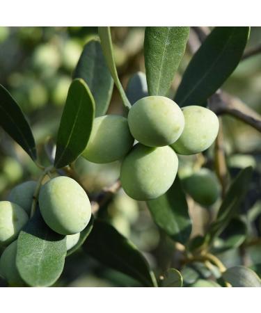 Incanto Sicilian Cold Pressed Extra Virgin Olive Oil Award Winning Italian Olive Oil Perfect For Everyday Cooking Marinades And Salad Dressings 500 ML - Buy Online on GoSupps.com