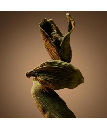 Hugo Boss Bottled Eau de Parfum Woody Men's Cologne With Notes of Apple Cardamom & Vetiver Long Lasting Fragrance 1.6 Fl Oz (Pack of 1) - Buy Online on GoSupps.com