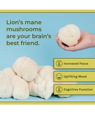 Brain & Focus Bundle Sacred 7 Mushroom Coffee Booster 60 Serving + Organic Lion s Mane Powder 60 Serving | Nootropic Mushroom Supplement for Memory Clarity & Energy | 100% Organic Fruiting Bodies - Buy Online on GoSupps.com