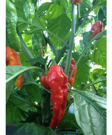 5 Whole Ghost Pepper Dried Seed Pods + 2 Free - Super Hot Wicked Tickle - Buy Online on GoSupps.com