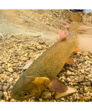 Rio Trout Versileader 7ft 7ips Freshwater Sinking Leader - 12lb Core Black/Black Loop - Buy Online on GoSupps.com