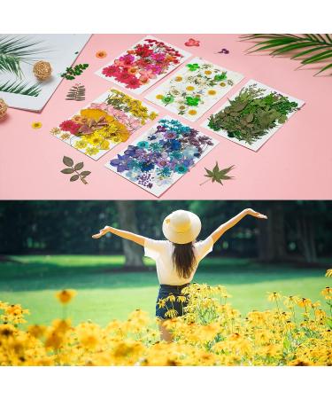 Dried Pressed Flowers 170+ Pcs - Bulk Natural Floral Fillers for Resin Crafts & Jewelry - 5 Color Set - Buy Online on GoSupps.com