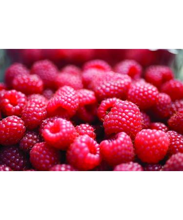 Thursday Cottage Reduced Sugar Raspberry Seedless Jam 315g - Buy Online on GoSupps.com