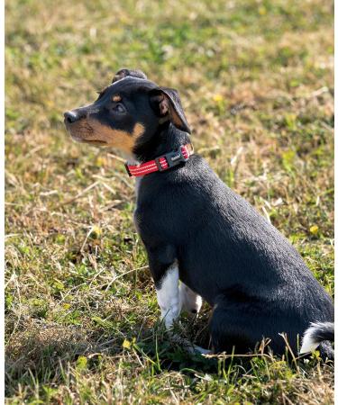 Buy Lonto XS Dog Collar - Durable Nylon Soft Padded 360 Reflective Click Closure Red | Ideal for Small Dogs - Buy Online on GoSupps.com