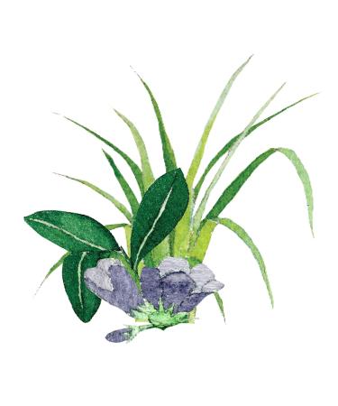 Lemongrass & Sage Aromatherapy Body Oil - 100% Pure & Natural - 8 oz | Best International Shipping - Buy Online on GoSupps.com