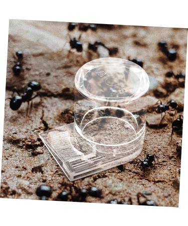 GRIRIW Pet Water Feeder Ant Water Feeders Ant Waterer Cup Water Feeding Cup for Ant Nest Clear Ants Feeder Ant Keeper Tools Ant Feeding Cup Ant Watering Cup Ant Keeping Ant Bottle Feeder - Buy Online on GoSupps.com