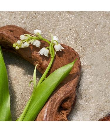 AromaTech Santal Escape Aroma Essential Oil Blend: Luxury Hotel Inspired Aromatherapy with Ocean Air Sandalwood Iris for Ultrasonic Diffusers & Nebulizers - 16 fl oz 500 mL Santal Escape 16.9 Fl Oz (Pack of 1) - Buy Online on GoSupps.com