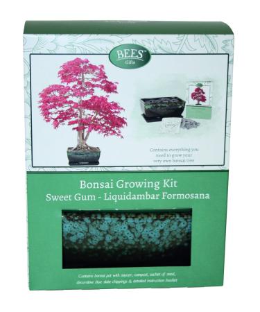 Bees Bonsai Growing Kit Sweet Gum