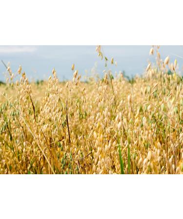 Whole Grain Oat Flour 4 Pounds - Vegan, High Fiber & Protein, Perfect for Baking Muffins, Cakes, Bread - Bulk Packaging - Buy Online on GoSupps.com